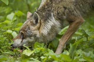Le prédateur est responsable de la mort de 15 animaux de rente sur un alpage non protégeable. (image d'illustration)